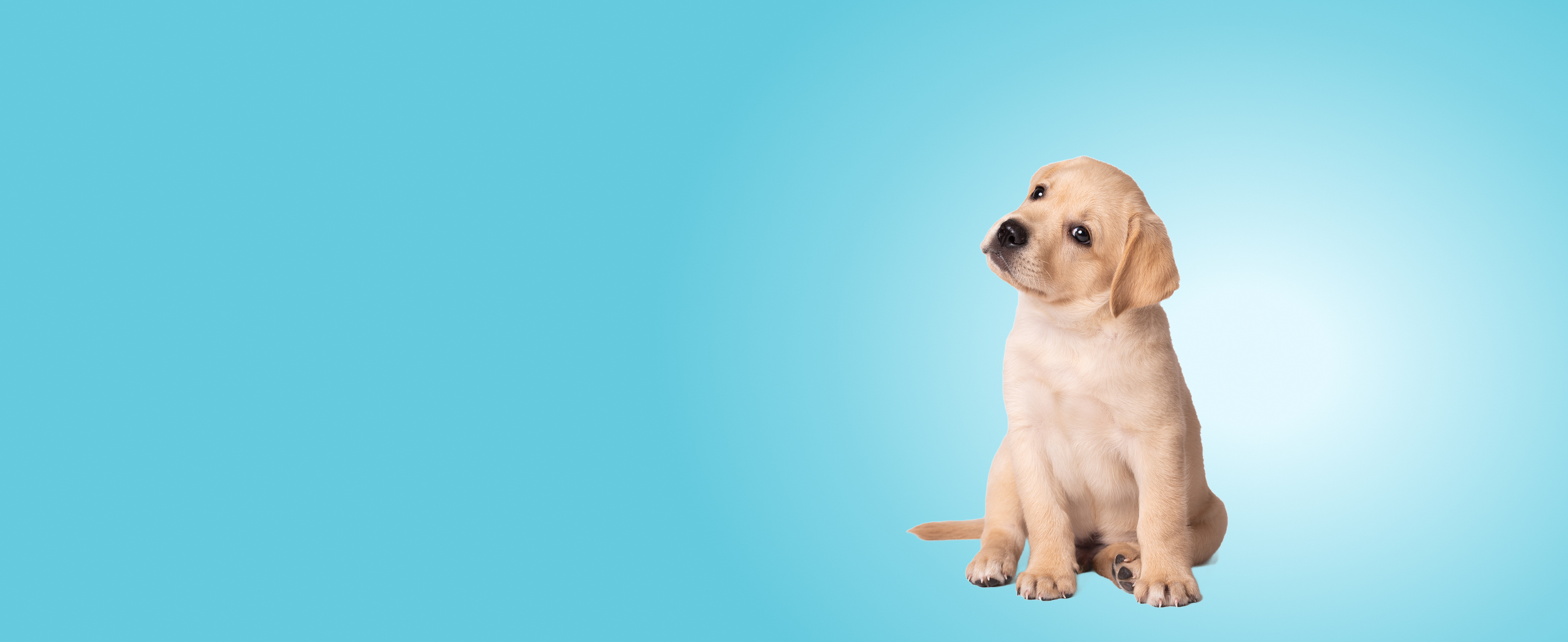 Beautiful yellow labrador puppy sitting