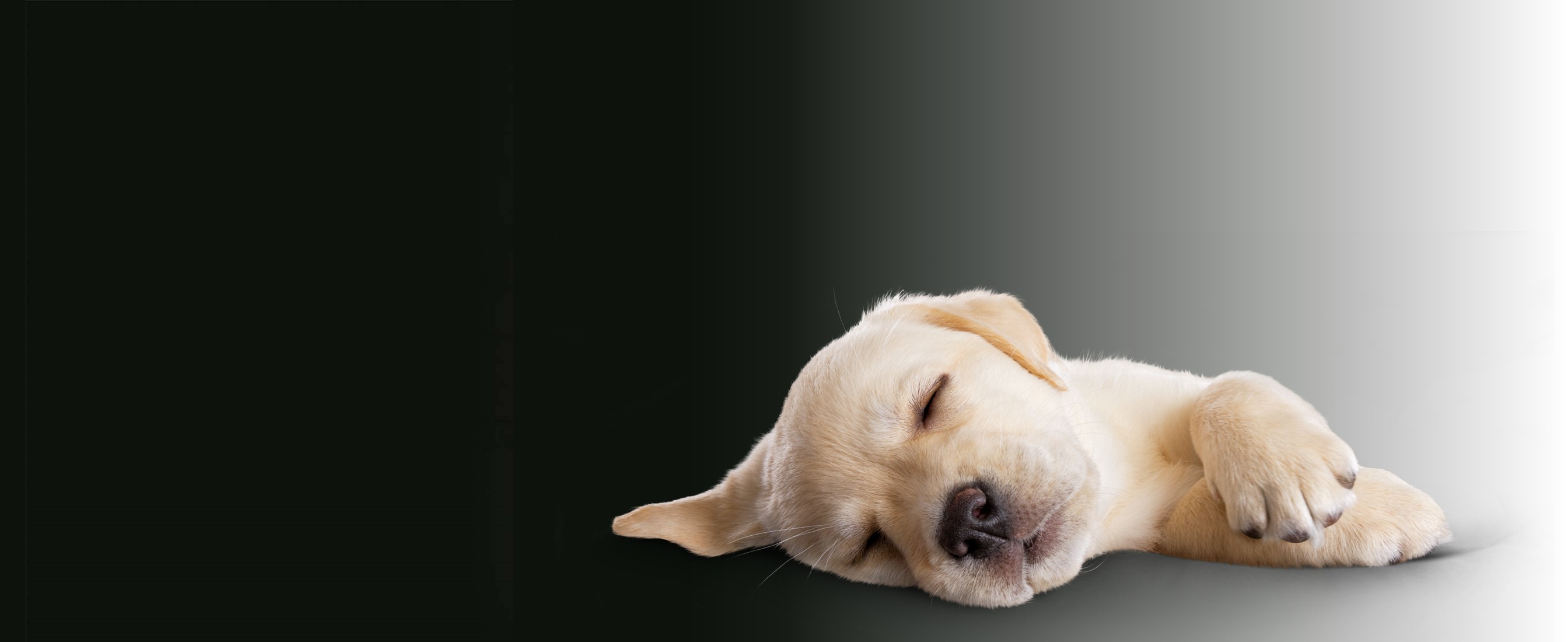 Puppy sniffing inside a rolling Baby Soft® Toilet Tissue roll on the ground