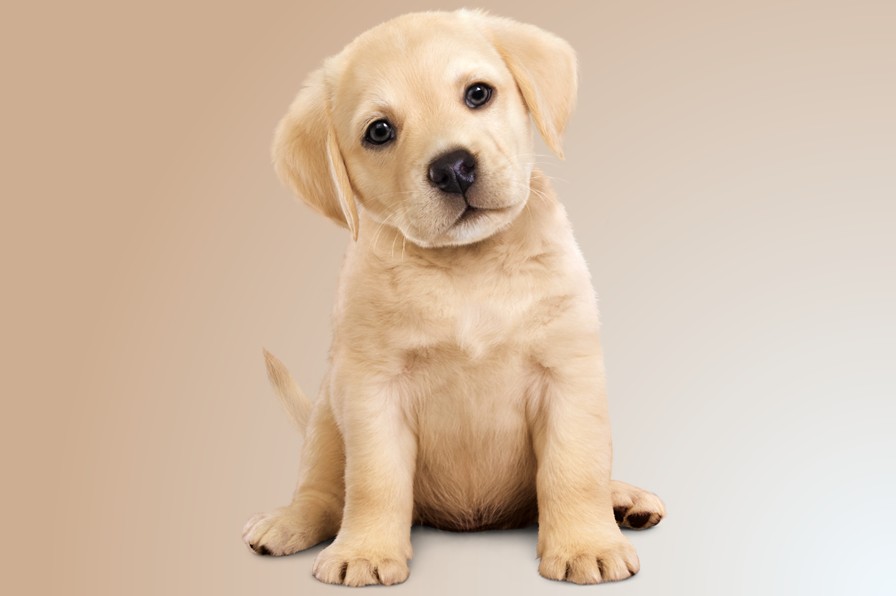 Little girl wearing sunglasses while holding a toilet roll and standing with a Labrador puppy